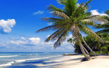 Картинка природа тропики пляж море