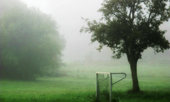Обои картинки фото природа, деревья, дерево, туман, ворота, трава, лужайка