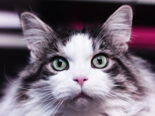 Картинка животные коты уши cat глаза