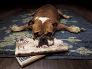 Картинка животные собаки газеты пресса бульдог
