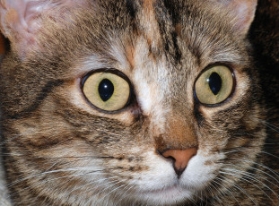 Картинка животные коты cat глаза