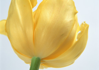 Картинка цветы тюльпаны белый лепестки фон
