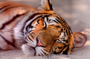 Картинка животные тигры сон