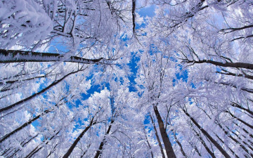 обоя природа, зима, небо, снег
