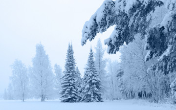 обоя природа, зима, снег