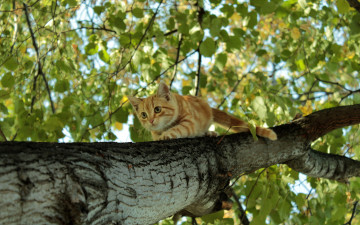 Картинка животные коты рыжий котёнок дерево