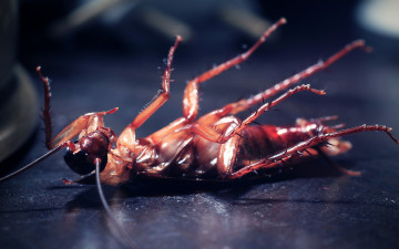 Картинка животные насекомые таракан