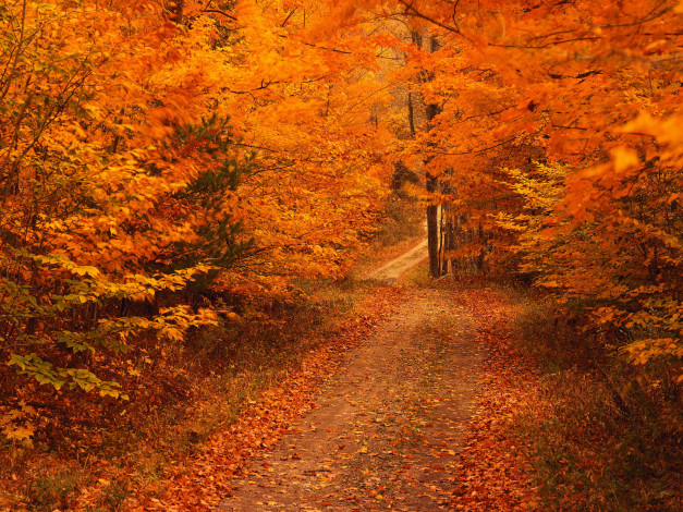 Обои картинки фото природа, дороги, осень, листья, лес, деревья