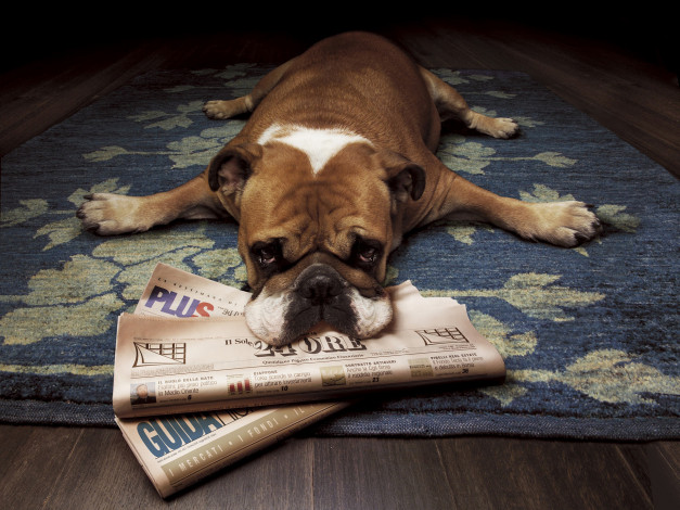 Обои картинки фото животные, собаки, газеты, пресса, бульдог