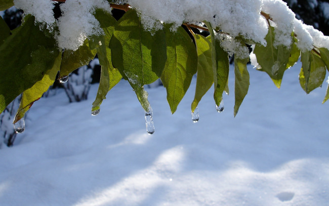 Обои картинки фото природа, листья, капли, снег