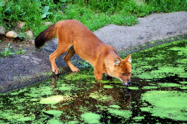 Обои картинки фото животные, лисы, трава, вода