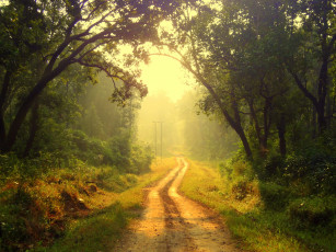 обоя природа, дороги, свет, утро, лес, дорога