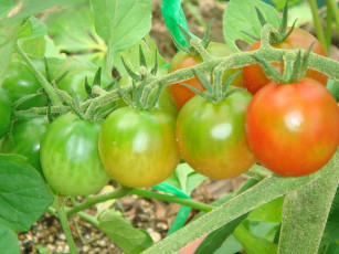 обоя природа, плоды, помидор, томаты