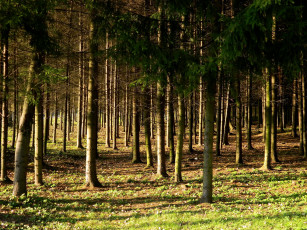 Картинка vingio parkas вильнюс литва природа лес осень парк деревья