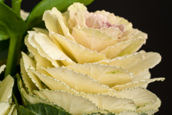 Картинка цветы декоративная капуста кремовый
