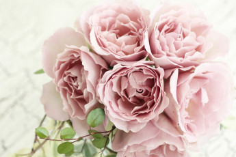 Картинка цветы розы винтаж