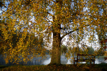 Картинка литва вильнюс природа деревья река парк
