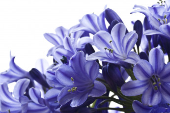 Картинка цветы агапантус африканская лилия синий макро