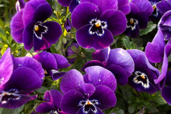 Картинка цветы анютины глазки садовые фиалки фиолетовый