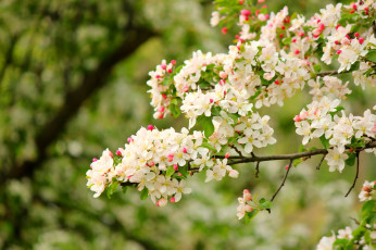 Картинка цветы цветущие деревья кустарники цветение яблоня