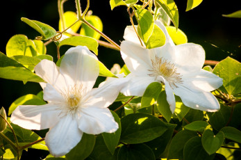 Картинка цветы клематис ломонос свет белый