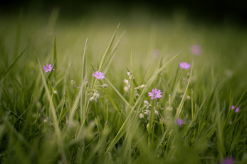 Картинка природа луга макро луг трава цветы