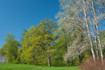 Картинка природа парк деревья луг