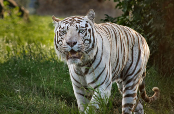 Картинка животные тигры полосатый белый
