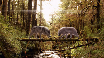 Картинка животные волки лес река