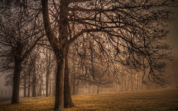 Картинка природа деревья осень туман