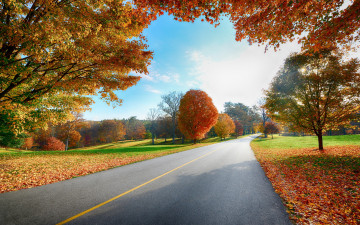обоя природа, дороги, деревья, осень