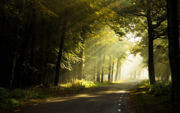 обоя природа, дороги, лес, туман, дорога
