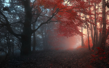 Картинка природа дороги туман осень лес