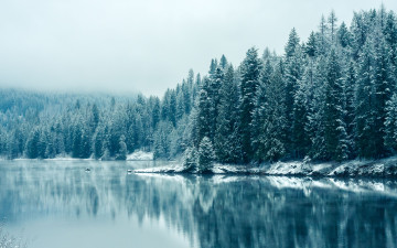 Картинка природа реки озера озеро деревья ели лес зима