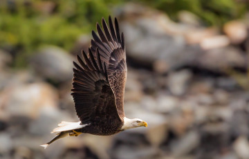 Картинка животные птицы хищники полет добыча крылья