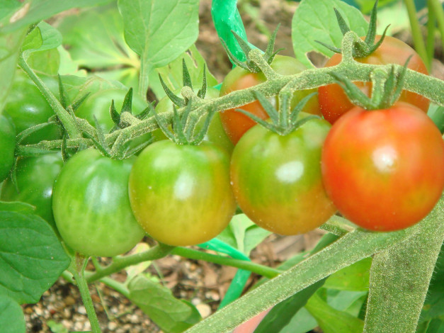 Обои картинки фото природа, плоды, помидор, томаты