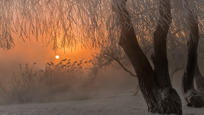 Обои картинки фото природа, зима, закат, верба, камыш, река