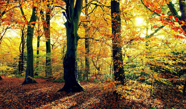 Обои картинки фото природа, деревья, осень, лес, солнце, листва