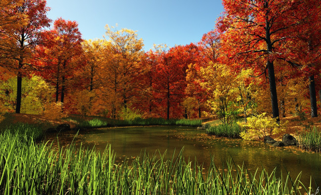 Обои картинки фото autumn, природа, реки, озера, осень, желтые, кроны, осока, река, деревья