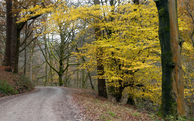 Обои картинки фото природа, дороги, дорога, осень