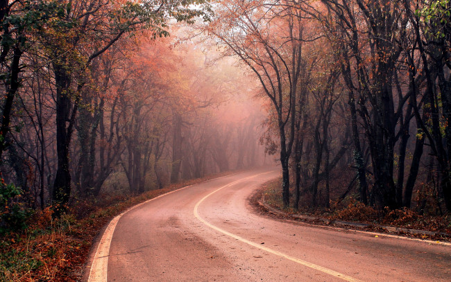 Обои картинки фото природа, дороги, лес, туман, дорога