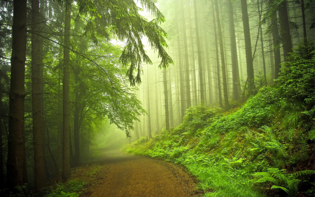 Обои картинки фото природа, дороги, туман, лес, дорога
