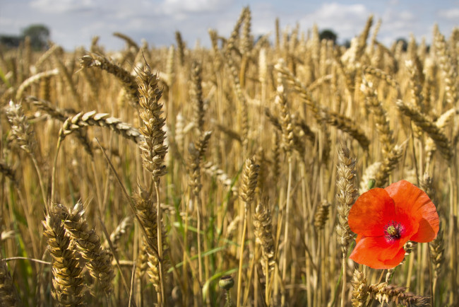 Обои картинки фото природа, поля, колоски, мак, пшеница