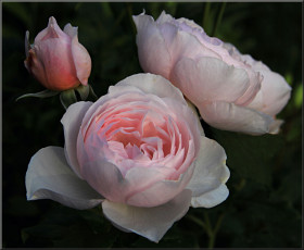 Картинка цветы розы бутоны куст