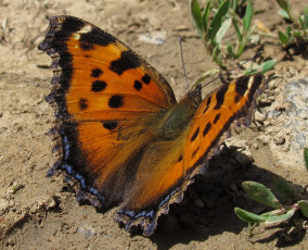 Картинка животные бабочки грунт бабочка