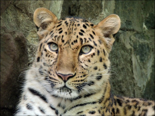 Картинка животные леопарды леопард морда взгляд