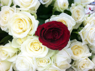 Картинка цветы розы белый бордо