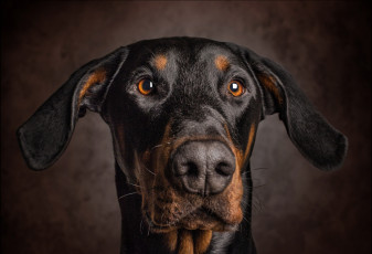 Картинка животные собаки уши взгляд