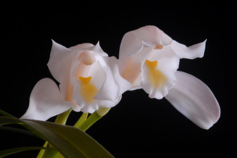 Картинка цветы орхидеи cymbidium орхидея