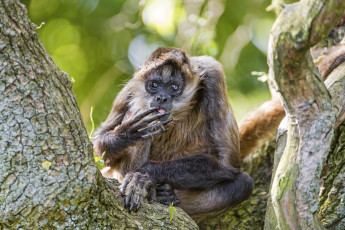 Картинка животные обезьяны обезьяна-паук